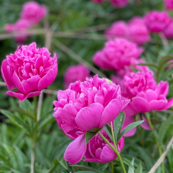 I’m Isabelle! - Picture 1 of 1